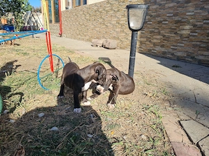 Amstaff (American Staffordshire Terrier) - imagine 4