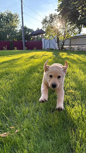 Labrador retriever de vânzare  - imagine 2