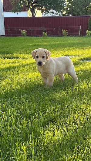 Labrador retriever de vânzare  - imagine 5