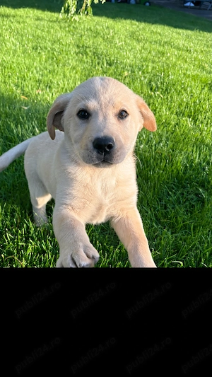 Labrador retriever de vânzare  - imagine 3