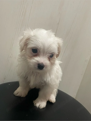bichon maltez mini toy  - imagine 3