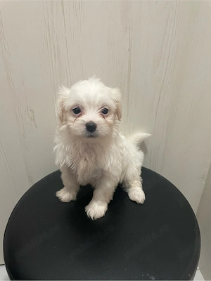 bichon maltez mini toy 