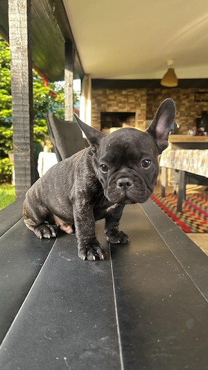 Bulldog Francez 