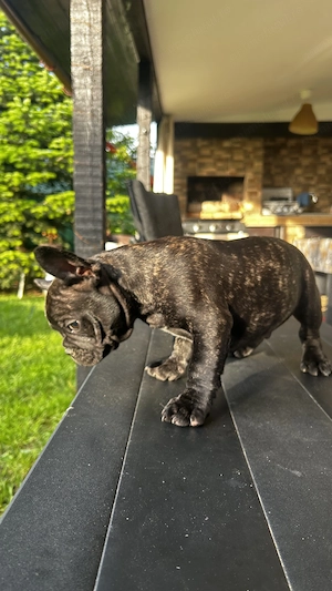 Bulldog Francez  - imagine 2