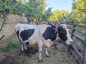 Vând vacă Bălțată Românească gestantă în 8 luni și jumătate(fată în curând)