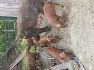 Vand purcei Duroc pur 8 săptămâni  - imagine 3