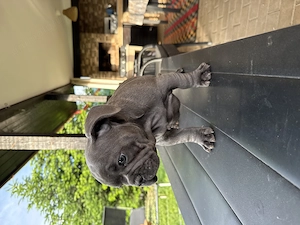 Bulldog Francez