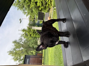 Bulldog Francez