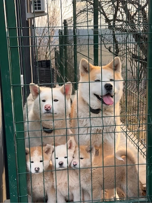 Pui Akita Inu părinți cu Pedigree, rasă pură!