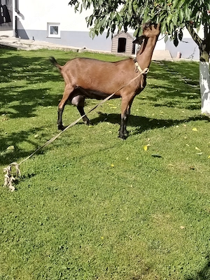 Capra alpin franceza