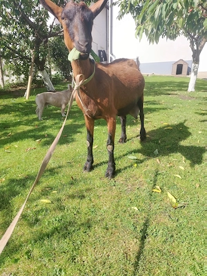 Capra alpin franceza - imagine 4