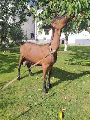 Capra alpin franceza - imagine 5