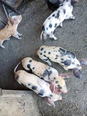 Scroafa duroc la prima fătare  - imagine 3