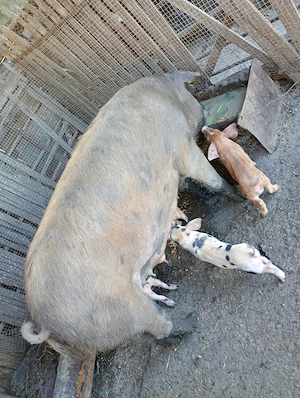 Scroafa duroc la prima fătare  - imagine 2