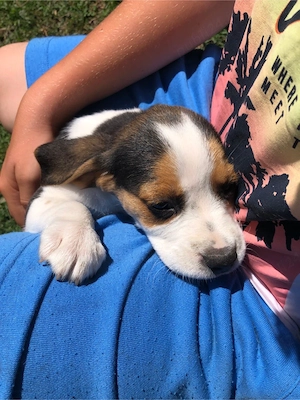 beagle tricolor