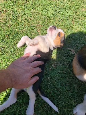 beagle tricolor - imagine 2