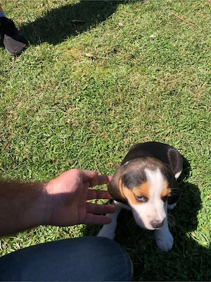 beagle tricolor - imagine 4