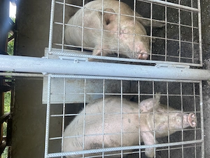 Porci de vânzare,crescuți  natural. - imagine 4