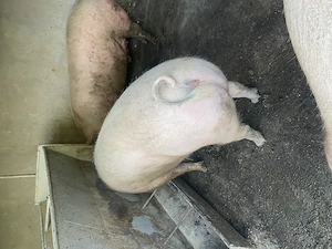 Porci de vânzare,crescuți  natural. - imagine 3