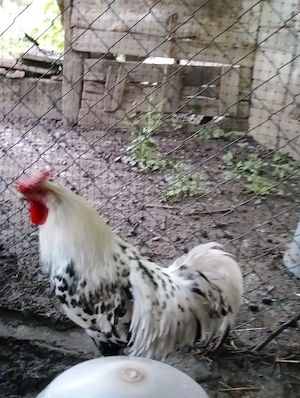Urgent cocoș hamburg - imagine 4