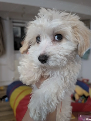 Bichon havanez pui 4 luni - imagine 2