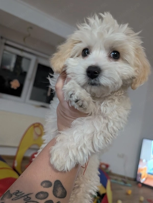 Bichon havanez pui 4 luni - imagine 3