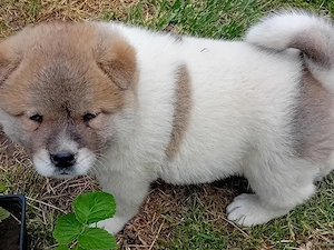 Pui femela Akita American 