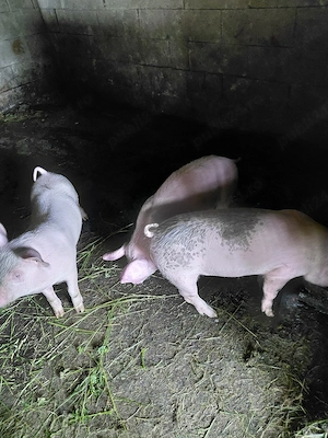  Șoldani de vânzare 