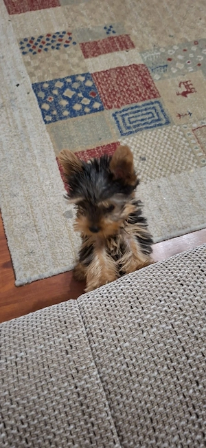 yorkshire terrier fetita si baietel