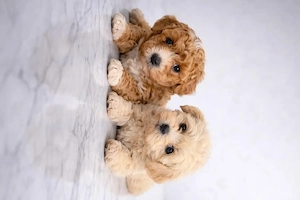 Maltipoo, jucăuși  - imagine 2