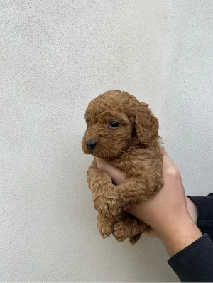 fetita pudel caniche