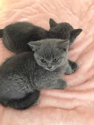 British Shorthair Blue