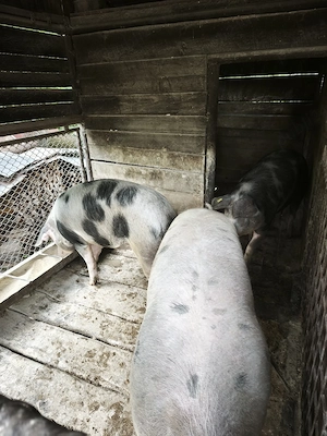 porci pentru sacrificat - imagine 2