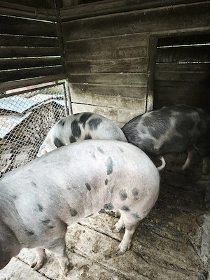 porci pentru sacrificat - imagine 5