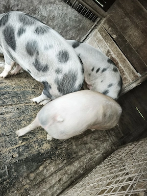 porci pentru sacrificat - imagine 4