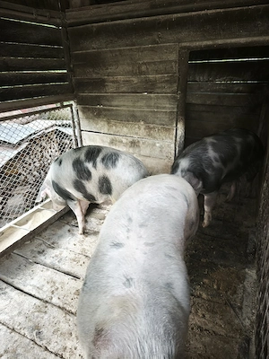 porci pentru sacrificat - imagine 3