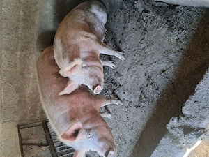 Porci mari de vânzare - imagine 3