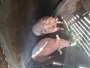 Porci mari de vânzare