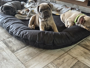 Băiețel bulldog francez  - imagine 3