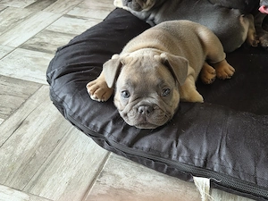 Băiețel bulldog francez  - imagine 2