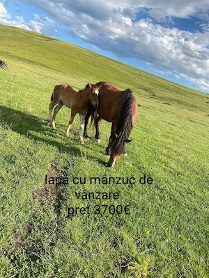 cai tinerii si frumosi de vânzare 