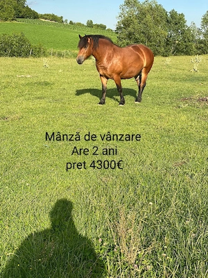 cai tinerii si frumosi de vânzare  - imagine 2