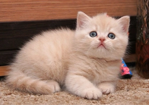 British Shorthair lila  - imagine 2