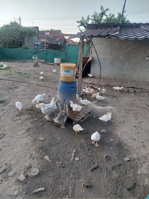 vand rate pekin o luna jumatate