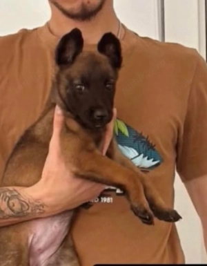 Vand puiut ciobanesc belgian malinois  