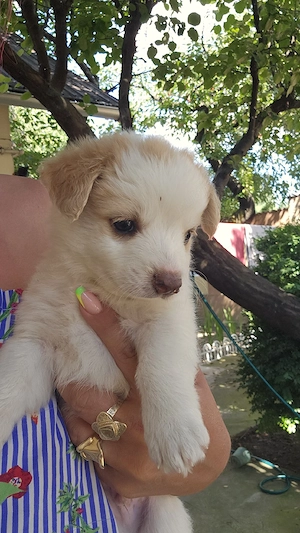 pui bichon adorabili - imagine 4