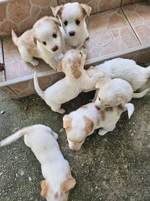 pui bichon adorabili - imagine 2
