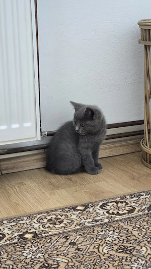 Pui British Shorthair  - imagine 3