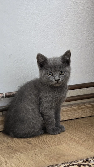 Pui British Shorthair 