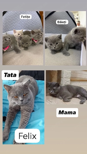 british shorthair